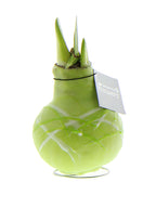 Easter Egg Waxed Amaryllis Bulb Trio