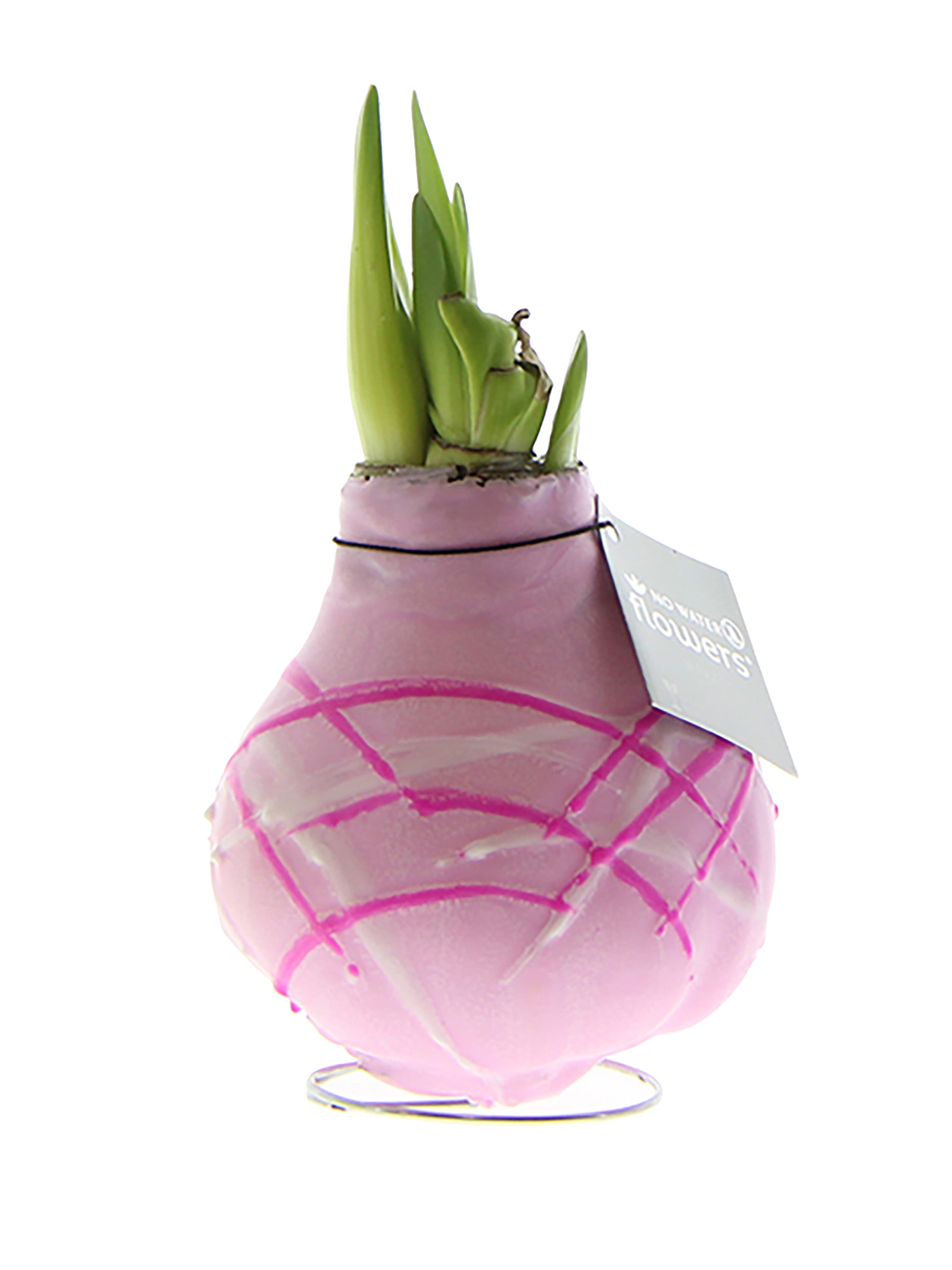 Easter Egg Waxed Amaryllis Bulb Trio