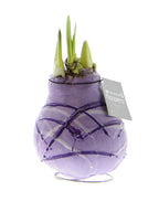 Easter Egg Waxed Amaryllis Bulb Trio