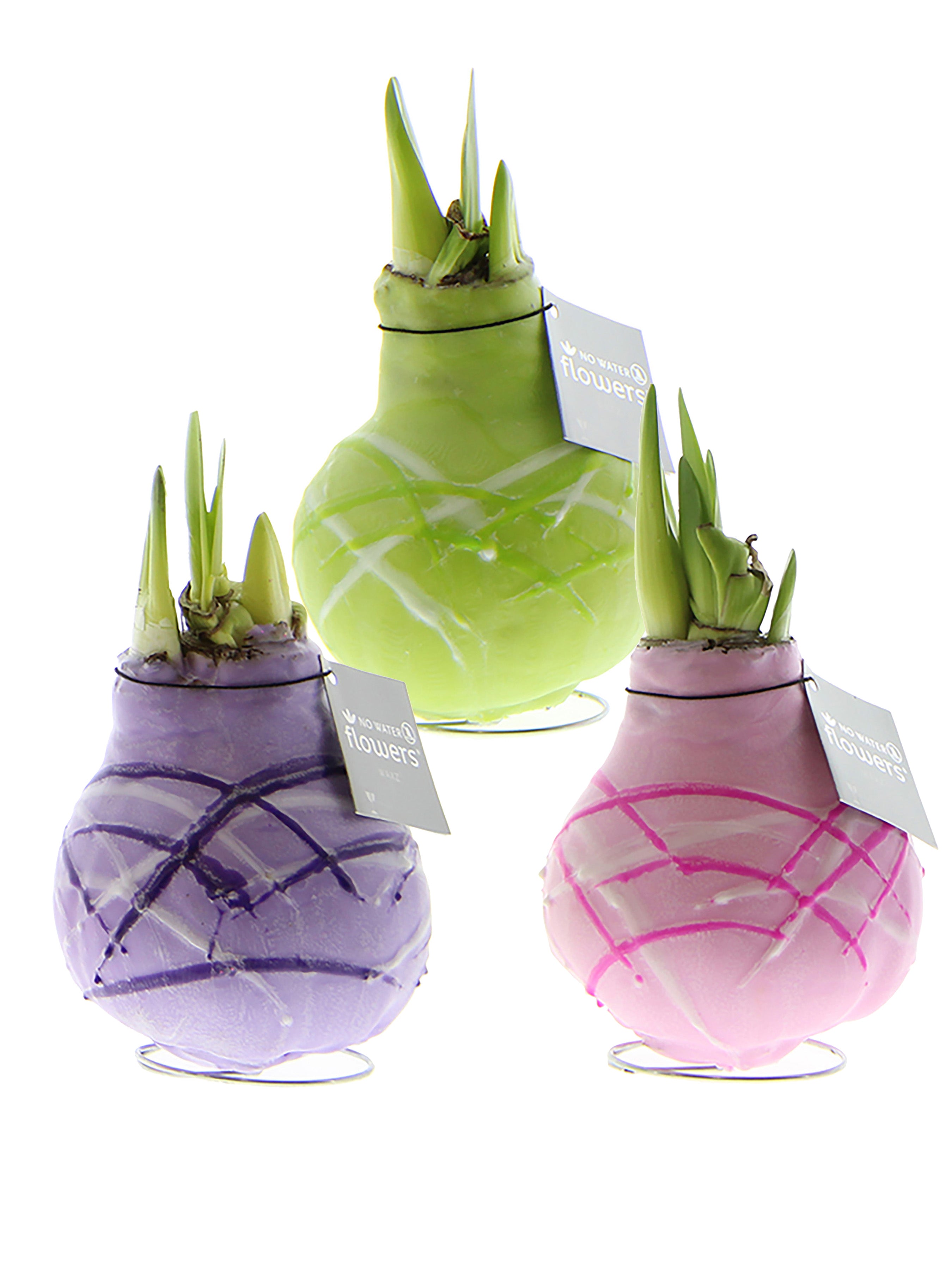 Easter Egg Waxed Amaryllis Bulb Trio