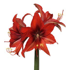 Autumn Valley amaryllis has elegant red-orange cybister type blooms on tall stems