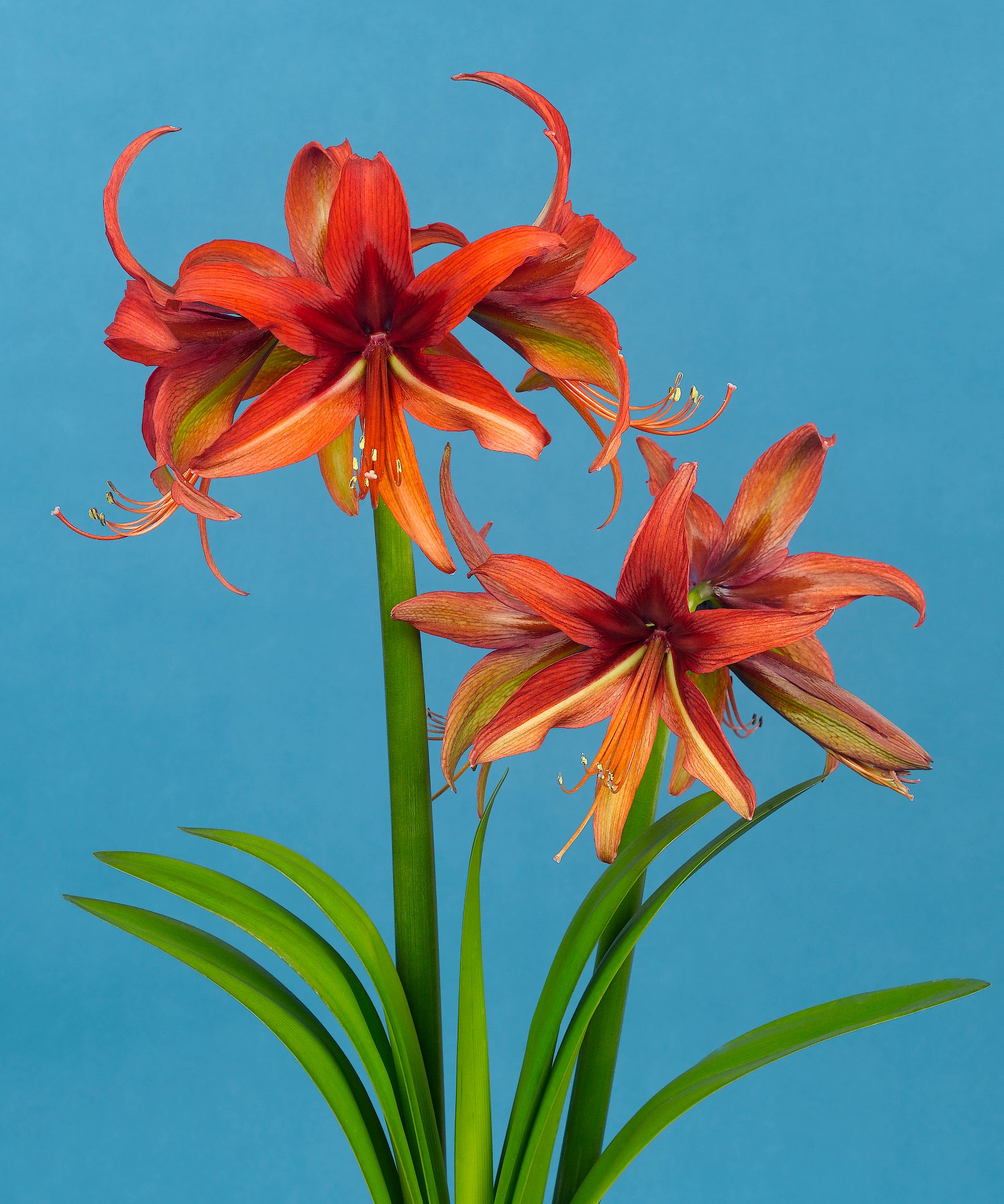 Amaryllisページ Cybister & Butterfly Amaryllis – Bulb & Blossom