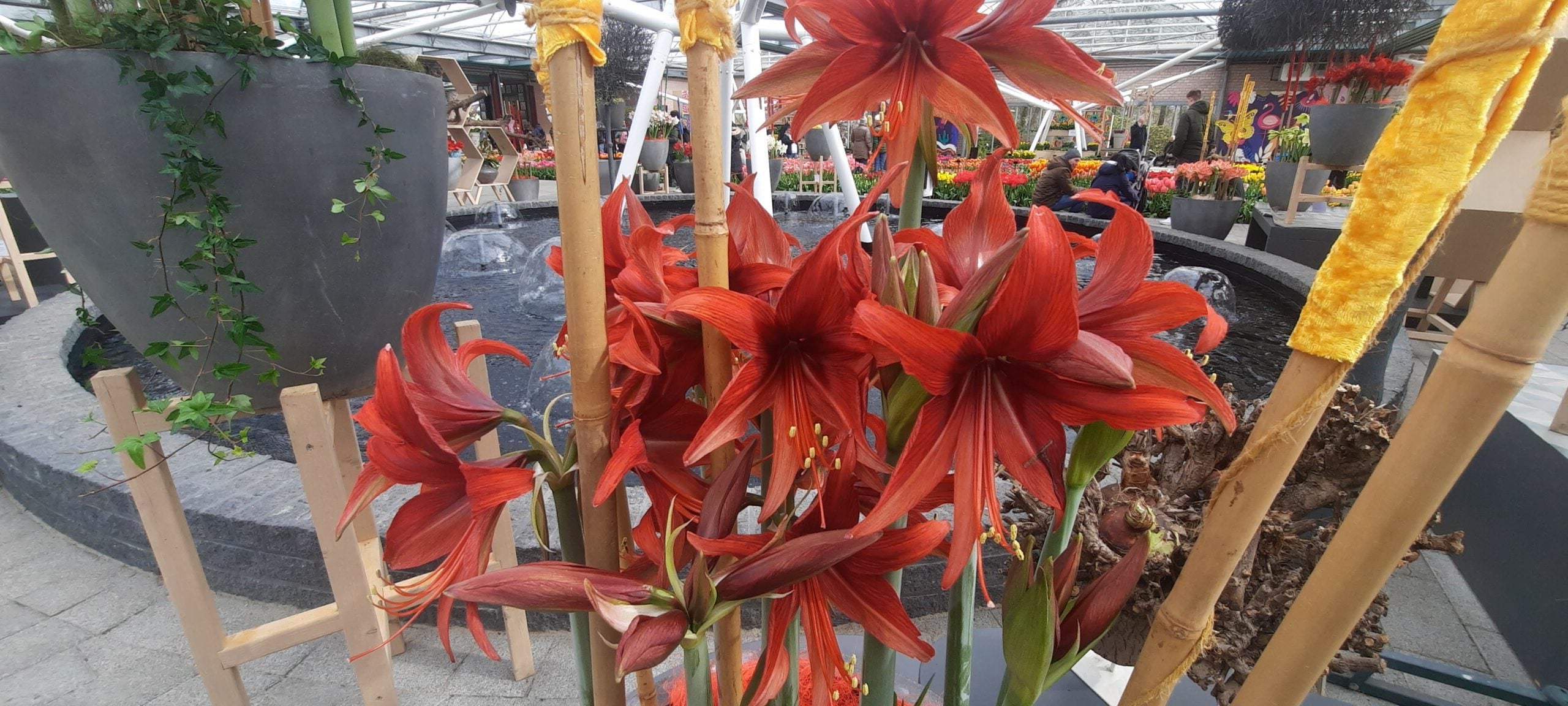 A vibrant display of Bogota Amaryllis flowers in full bloom, situated in a modern greenhouse. The flowers are tied to vertical bamboo stakes for support, and the surrounding background features various other plants and flowers.