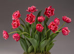 Bulb & Blossom's Columbus Potted Tulips feature multiple blooming stems of hot pink double tulips in an 8" pot nested into a decorative container.