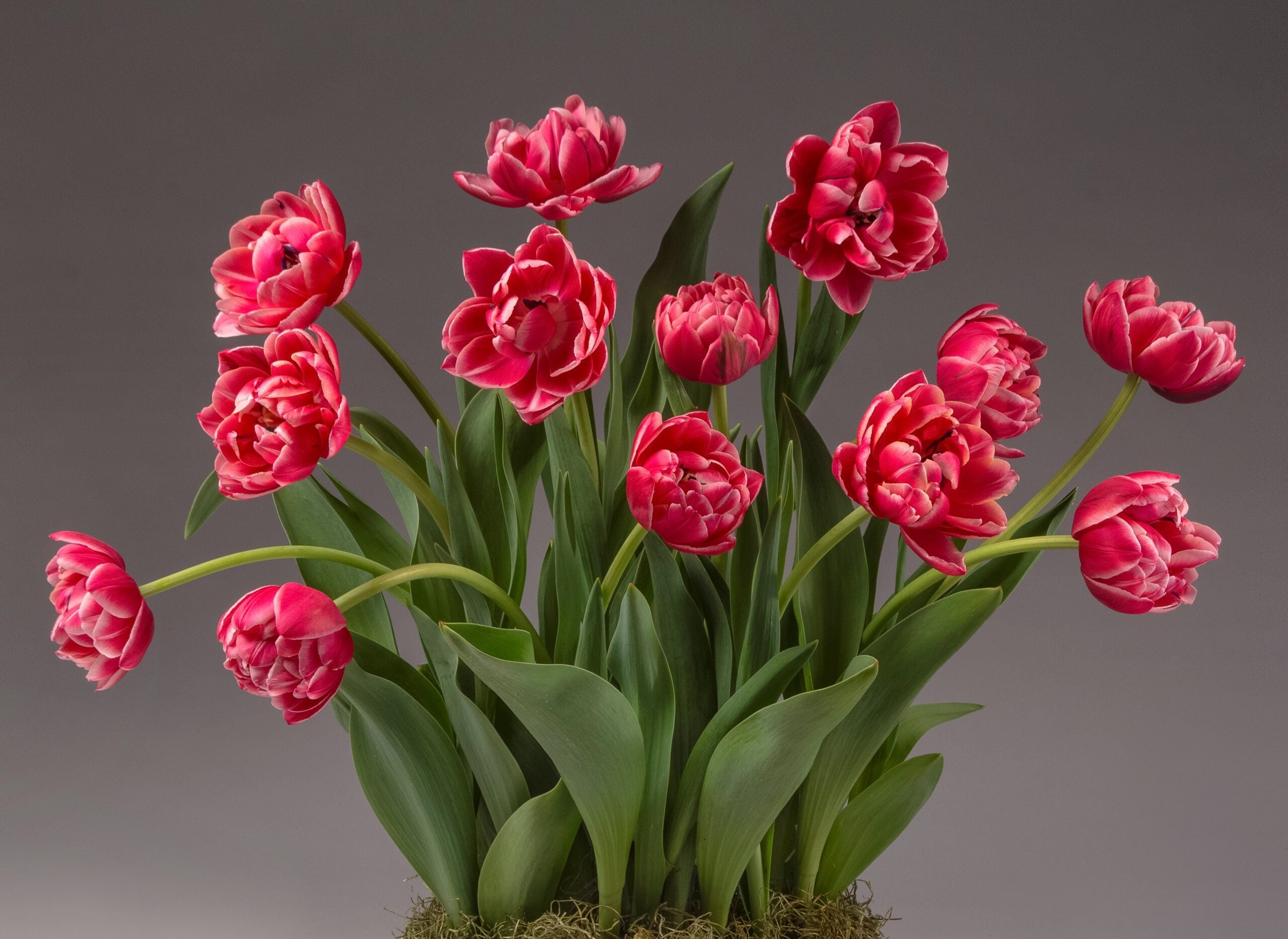 Bulb & Blossom's Columbus Potted Tulips feature multiple blooming stems of hot pink double tulips in an 8" pot nested into a decorative container.