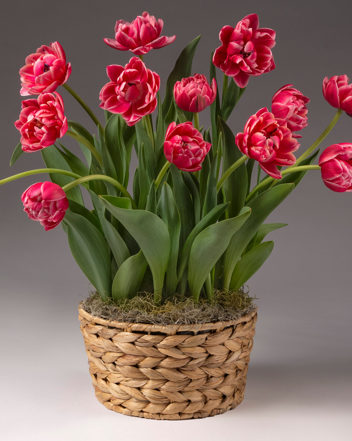 A potted bouquet of vibrant pink tulips with green leaves, arranged in a woven natural fiber basket with moss, set against a neutral gray studio background.