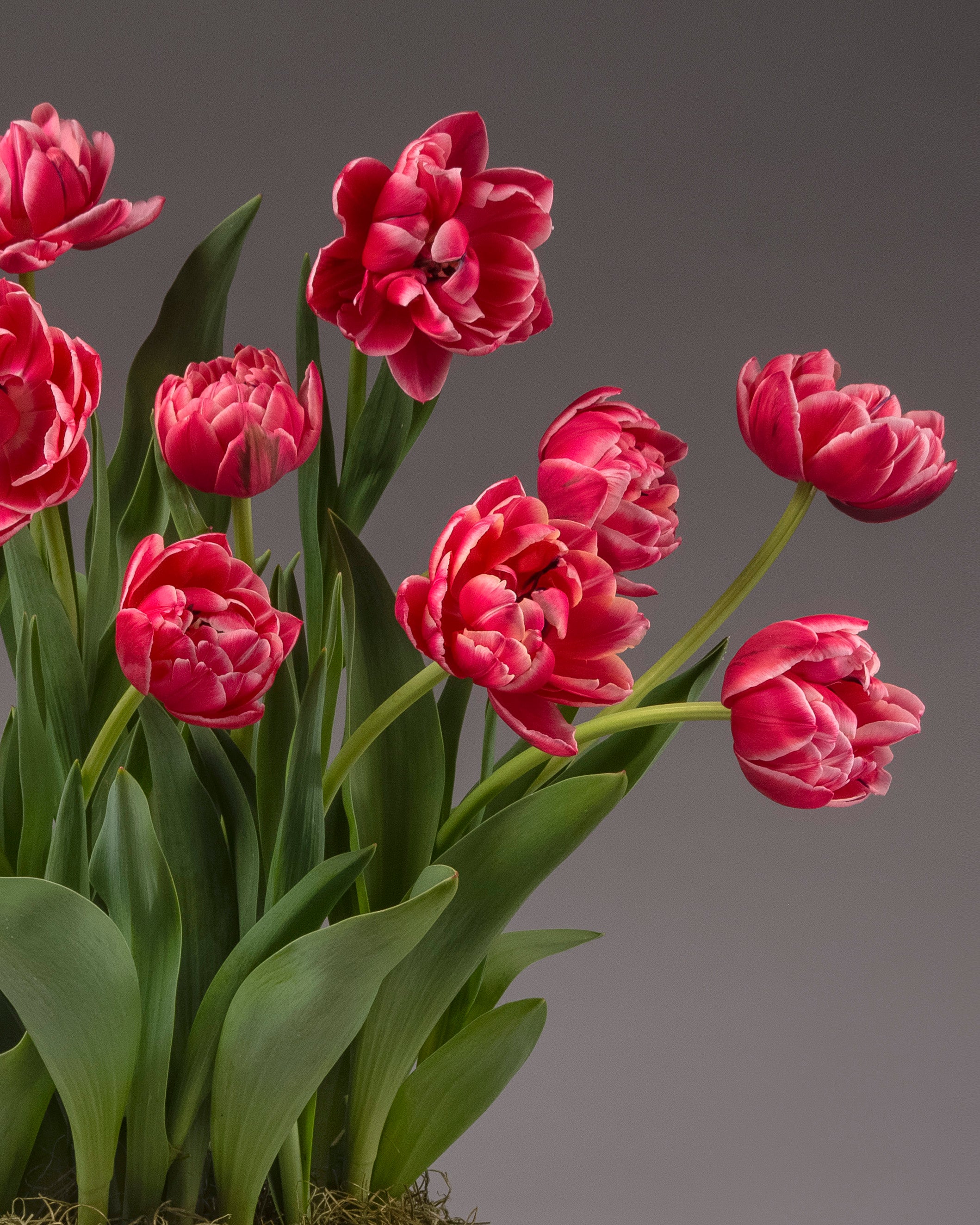 A close-up studio shot of several blooming tulips with deep pink petals and long green leaves against a smooth dark gray background.