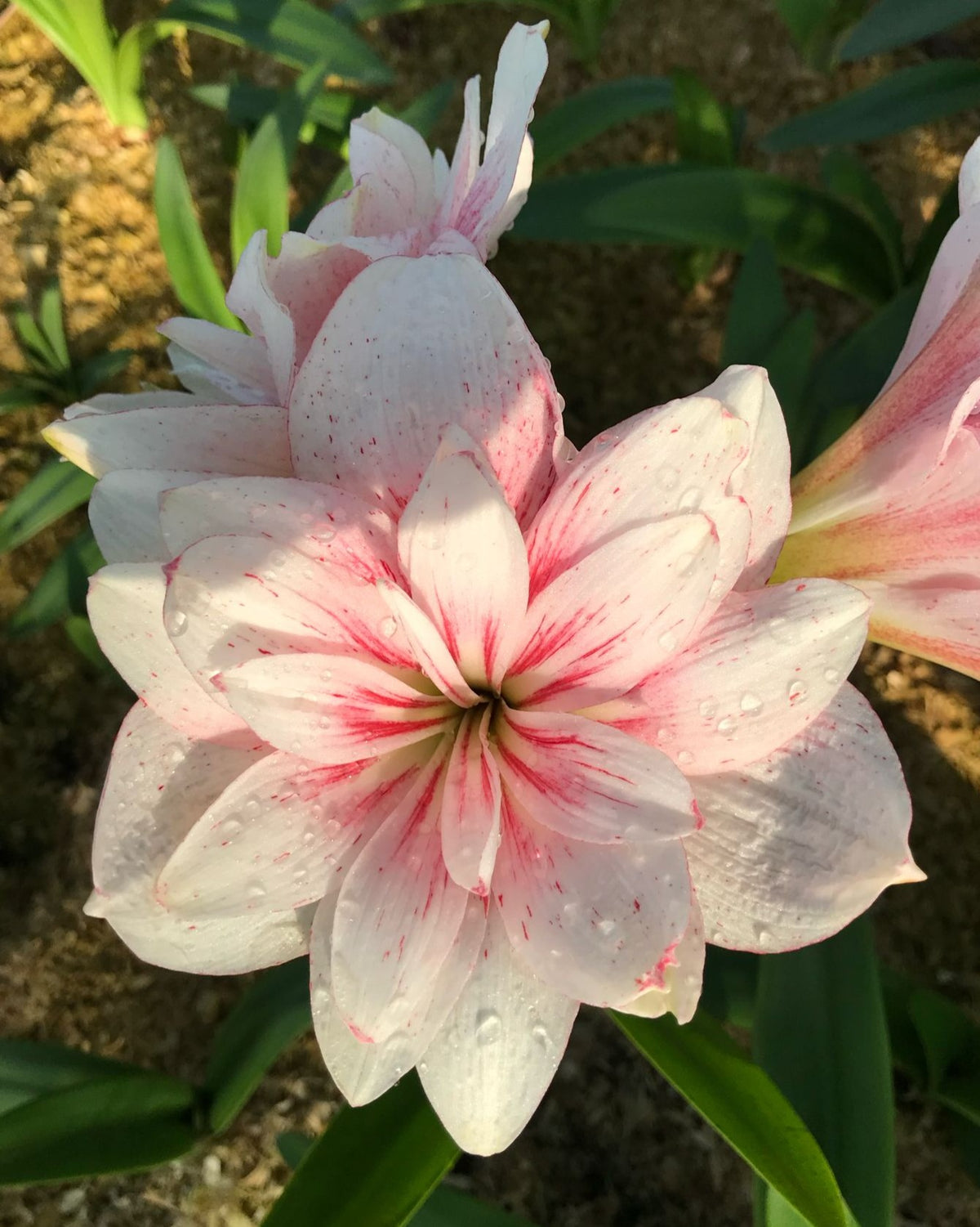 A double amaryllis blossom in white with pink streaking is viewed from above in a beam of sunlight with a dirt surface sprouting several dozen green strappy leaves in the background.