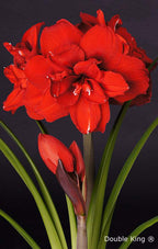 The Double King Amaryllis showcases vibrant red blooms with multiple large petals, rising above long green leaves and accompanied by two unopened buds, all set against a striking black background.