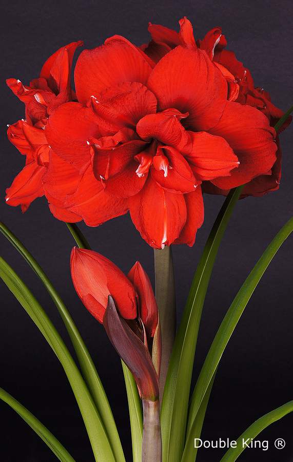 The Double King Amaryllis showcases vibrant red blooms with multiple large petals, rising above long green leaves and accompanied by two unopened buds, all set against a striking black background.