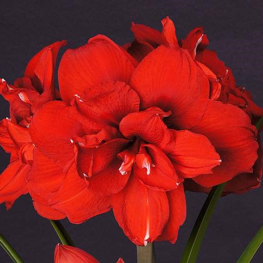 A close-up of Double King Amaryllis showcases its vibrant red, large-petaled flowers and green stems against a dark background.
