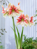 A close-up of two amaryllis flower stems blooming, with coral and white petals and green stems, set against a soft-focus background of a white corrugated wall and green foliage.