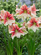 A bouquet of coral and white striped amaryllis flowers with green stems and foliage, growing in a green garden setting.