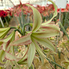 A close-up of the Emerald Amaryllis, showing its pale green and white petals with red edges, blooming in a greenhouse among other Emerald Amaryllis flowers.