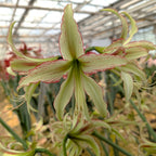 A close-up of the Emerald Amaryllis reveals its green and cream petals with red edges and fine red stripes, blooming among similar flowers and lush foliage in a greenhouse.
