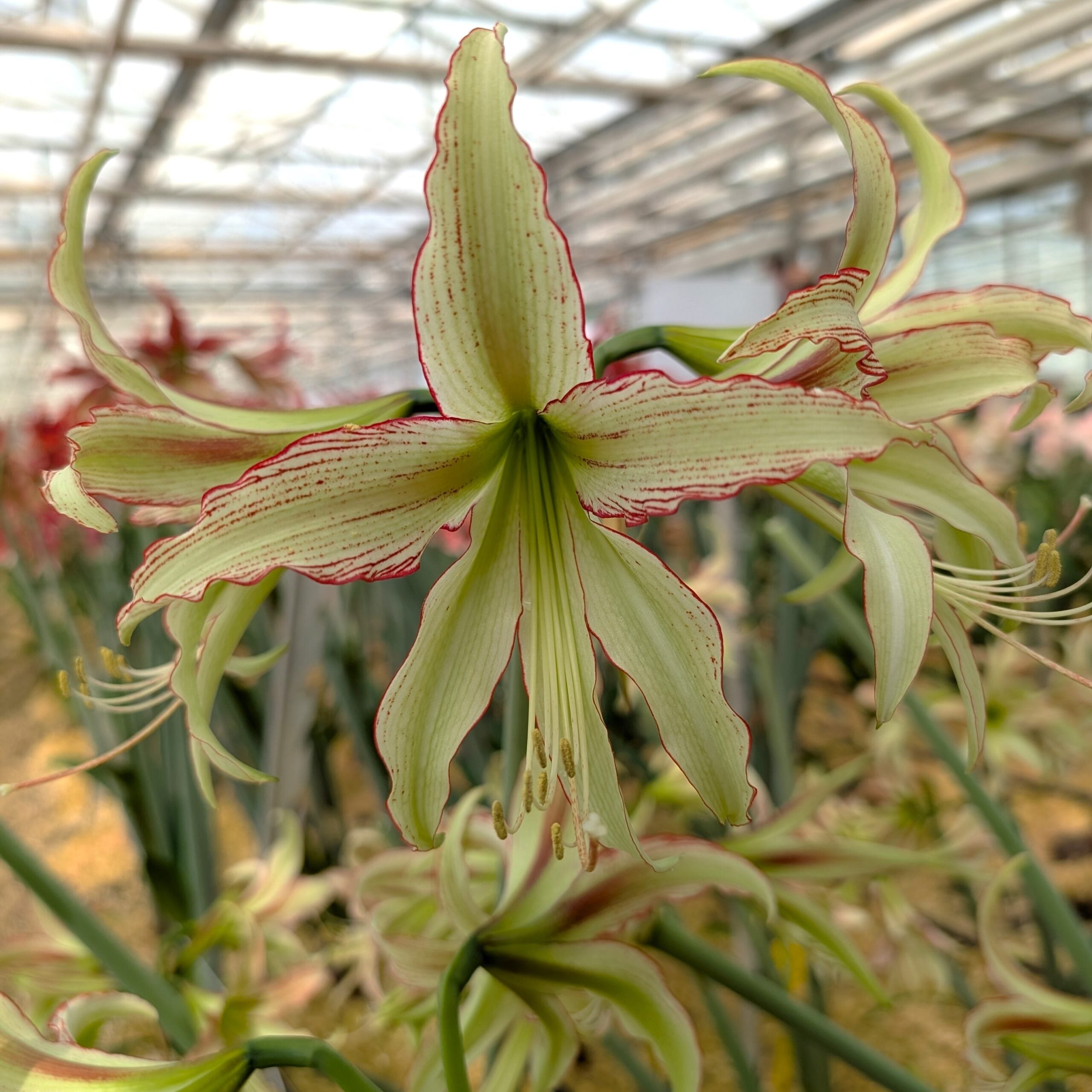 A close-up of the Emerald Amaryllis reveals its green and cream petals with red edges and fine red stripes, blooming among similar flowers and lush foliage in a greenhouse.