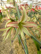 A close-up of the Emerald Amaryllis shows its pale green and cream petals striped with red, blooming in a greenhouse amid other Emerald Amaryllis flowers and long green leaves.