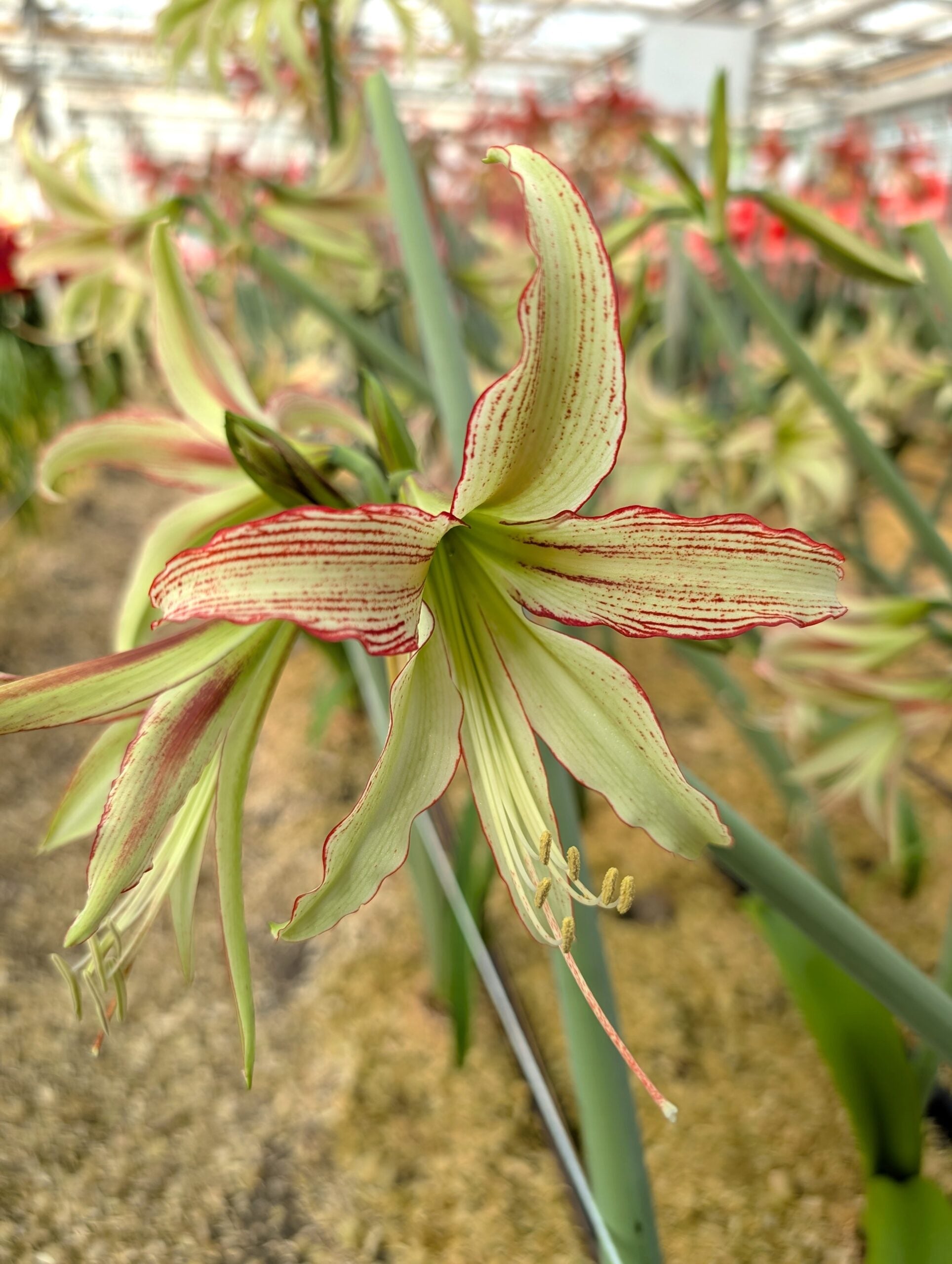 A close-up of the Emerald Amaryllis shows its pale green and cream petals striped with red, blooming in a greenhouse amid other Emerald Amaryllis flowers and long green leaves.