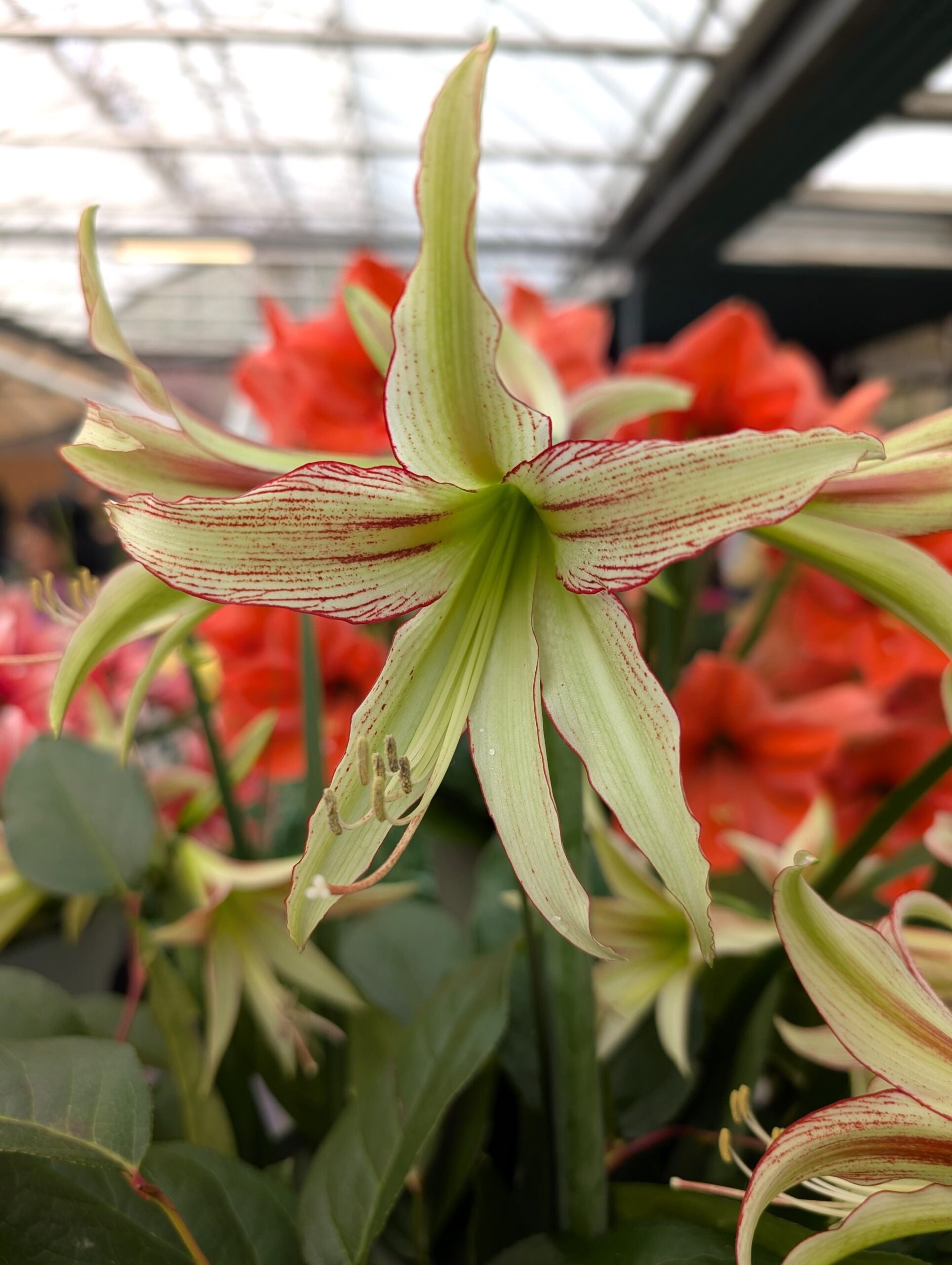 A close-up of the Emerald Amaryllis, featuring star-shaped green and white petals with red veins, surrounded by lush green leaves and soft red blooms in the background beneath a greenhouse roof.