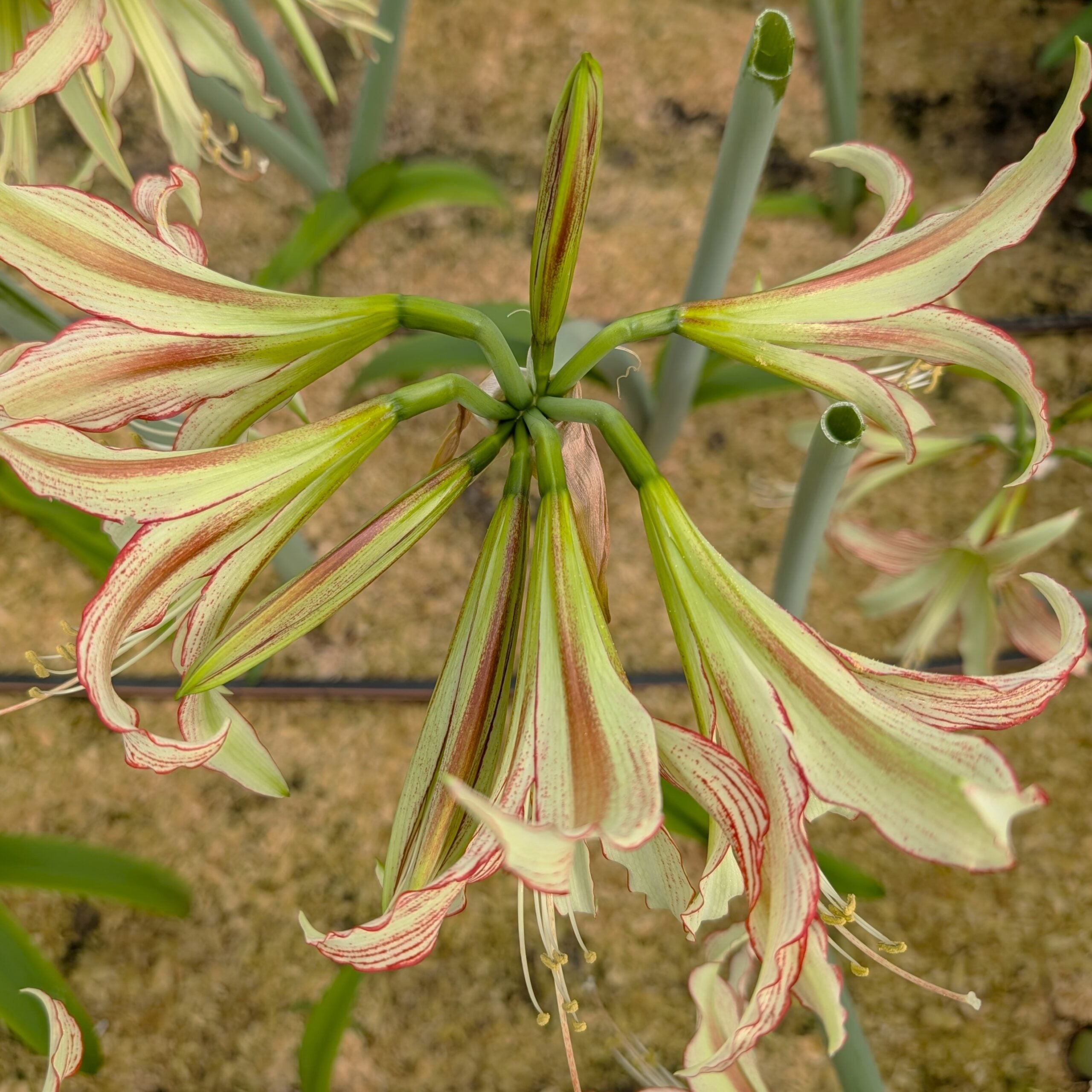 Close-up of Emerald Amaryllis: light green and cream petals with thin red stripes, blooming in clusters on green stems against a sandy background.