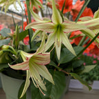 Emerald Amaryllis features cream-colored lilies with red streaks among green leaves in a pale green pot, set before a blurred backdrop of bright orange flowers, capturing the display’s elegant charm.