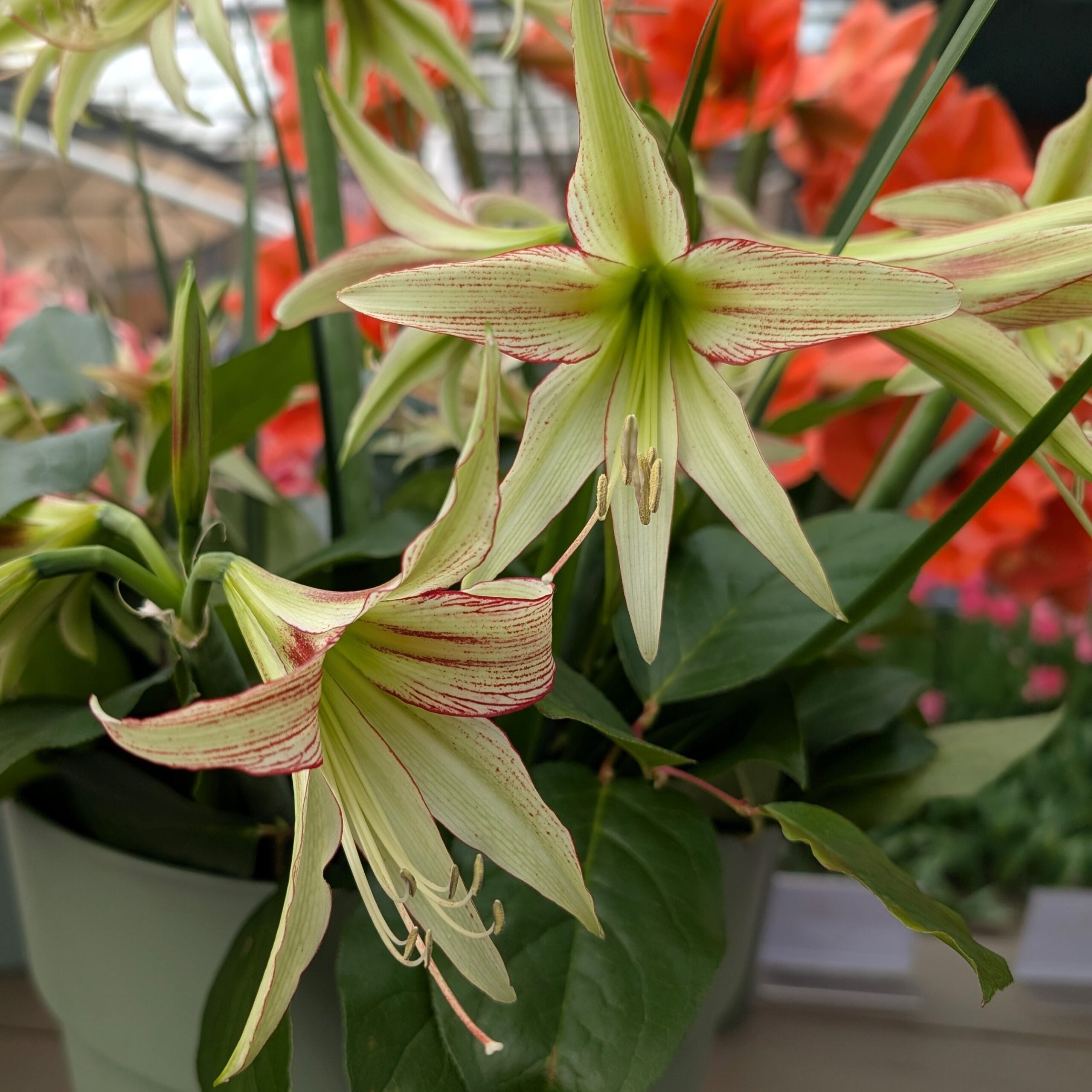 Emerald Amaryllis features cream-colored lilies with red streaks among green leaves in a pale green pot, set before a blurred backdrop of bright orange flowers, capturing the display’s elegant charm.