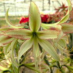 A close-up of the Emerald Amaryllis displays its pale green and white petals with red edges and long, slender filaments, set against a blurred background of greenery and red flowers.