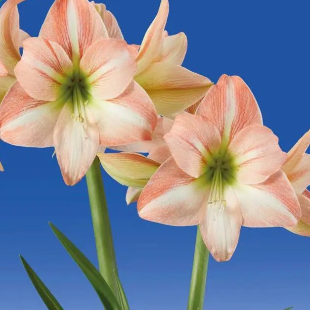 Fay Dutch amaryllis bulbs from Bulb & Blossom bear large soft pink star shaped blooms with white centers and darker pink brush strokes.