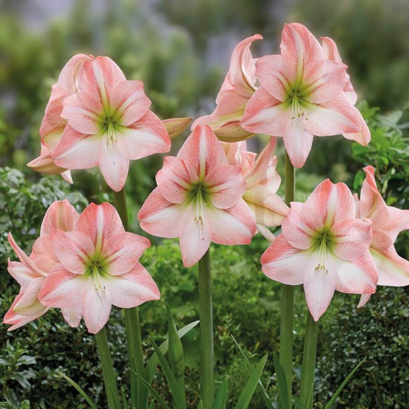 Fay Dutch amaryllis bulbs from Bulb & Blossom bear large soft pink single blooms with white centers and darker pink brush strokes.