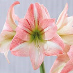 Fay Dutch amaryllis bulbs from Bulb & Blossom bear large soft pink single blooms with white centers and darker pink brush strokes. Bulbs will produce at least 2 stalks.