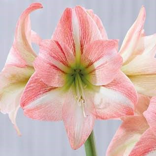 Fay Dutch amaryllis bulbs from Bulb & Blossom bear large soft pink single blooms with white centers and darker pink brush strokes. Bulbs will produce at least 2 stalks.