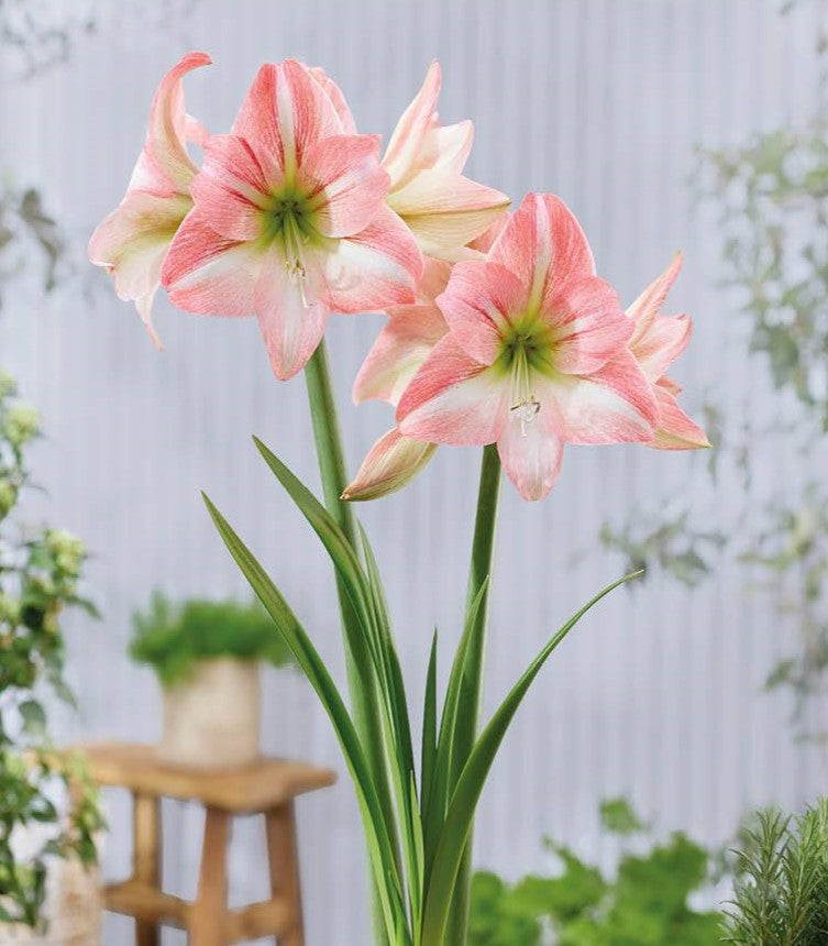 Fay Dutch amaryllis bulbs from Bulb & Blossom bear large soft pink star shaped blooms with white centers and darker pink brush strokes. Bulbs produce at least 2 stalks.