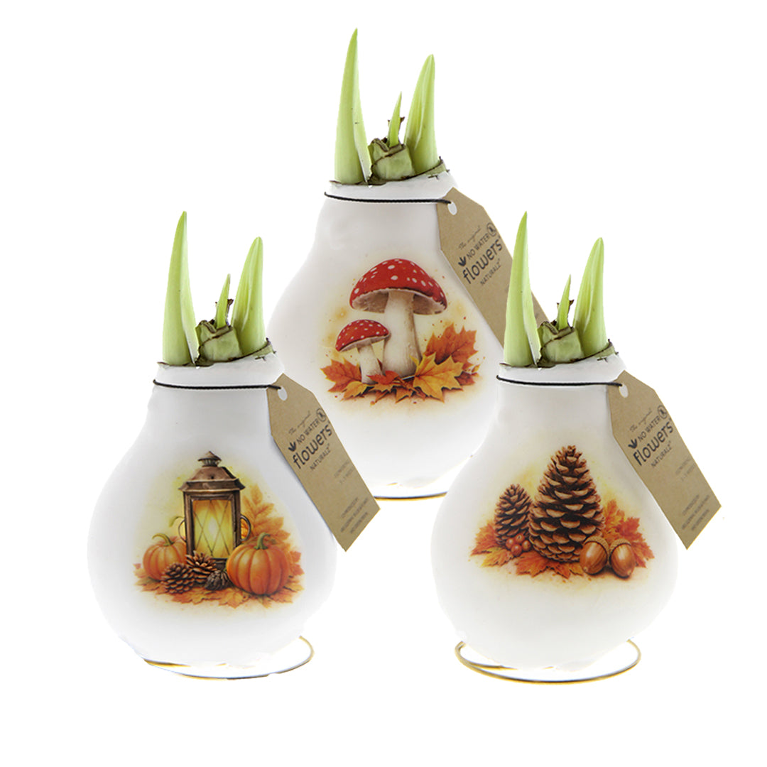 Three white waxed amaryllis bulbs with autumn-themed illustrations, including mushrooms, pinecones, and pumpkins, each with green sprouts and a hanging tag.