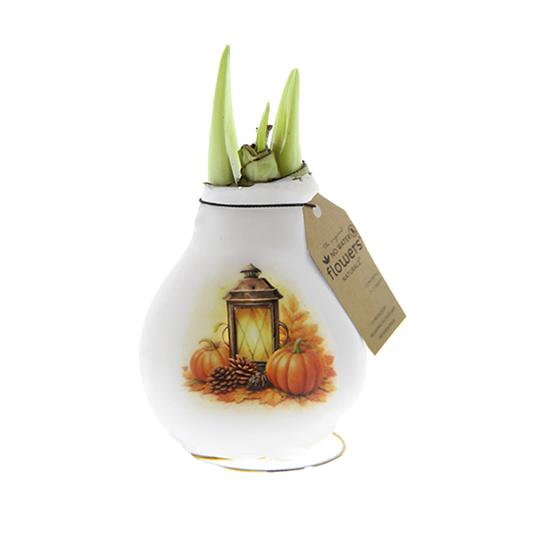 A white waxed amaryllis bulb with a printed autumn design featuring a lantern, pumpkins, and fall leaves. Fresh green amaryllis buds are sprouting, and a brown paper hangtag is attached to the side.