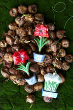 Glass floral ornaments feature potted amaryllis and narcissus paperwhites in chinoiserie planters.