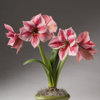 Gervase