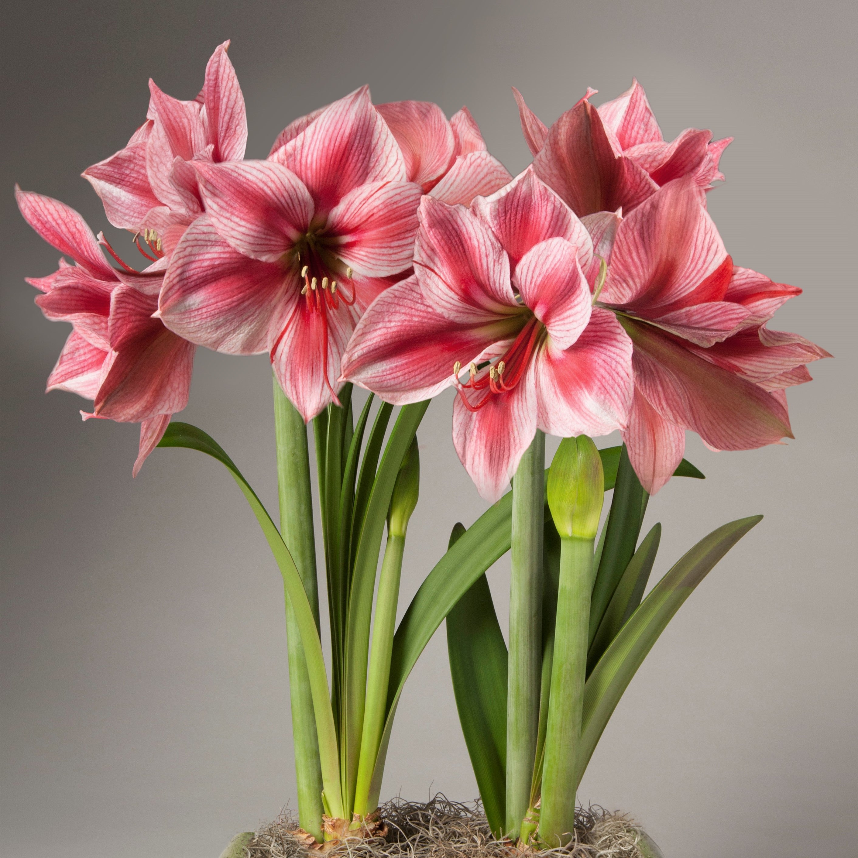 Gervase
