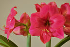 Ice Pink
