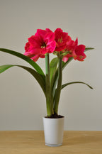 Around the World Pink