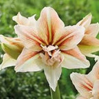 A blooming Inca Star Amaryllis displays layered cream petals with soft pink and red streaks, set against a blurred green background.