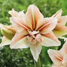 A blooming Inca Star Amaryllis displays layered cream petals with soft pink and red streaks, set against a blurred green background.