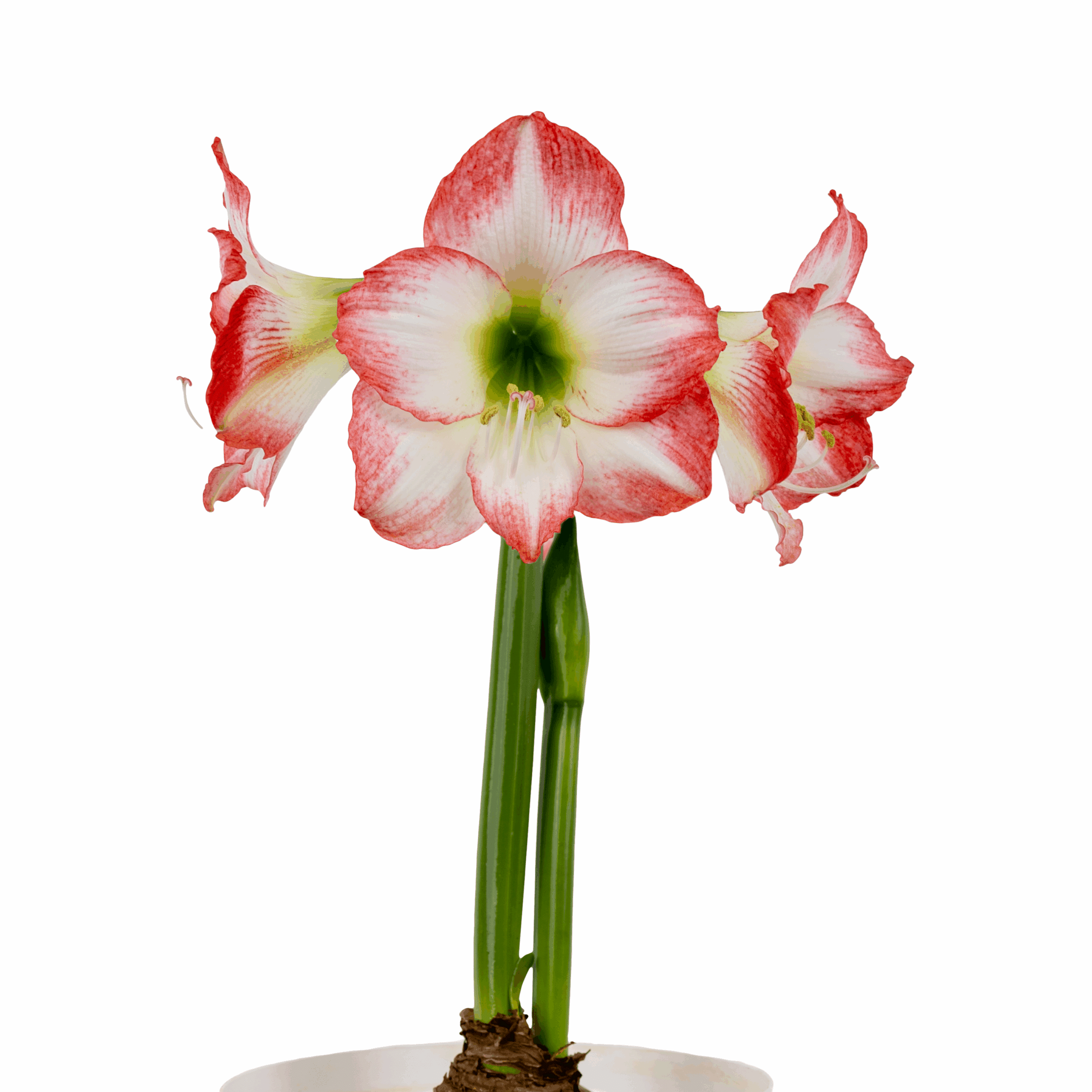 Three Jester Amaryllis flowers in red and white bloom from green stems in a white pot, set against a plain white background.