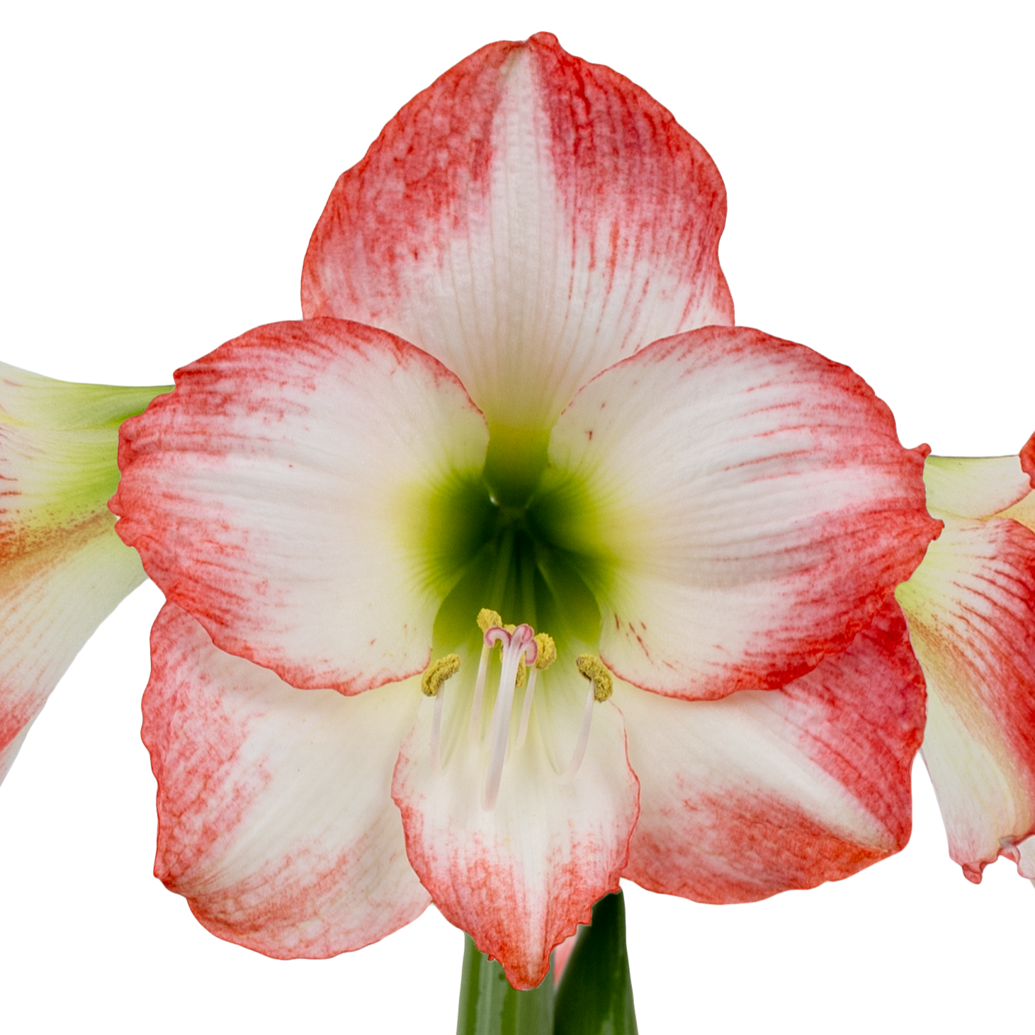 Close-up of a Jester Amaryllis flower showing white petals with red edges and green hints at the center, set against a white background.