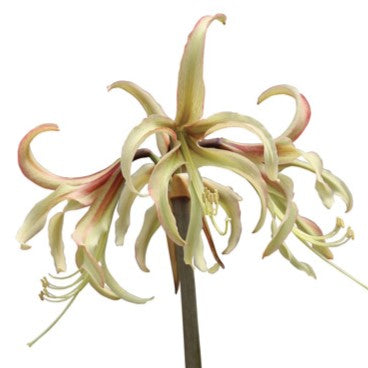 A single Juniper Amaryllis flower features long, slender pale green and cream petals with pink edges, gracefully curving outward and downward from a central stem, all set against a white background.