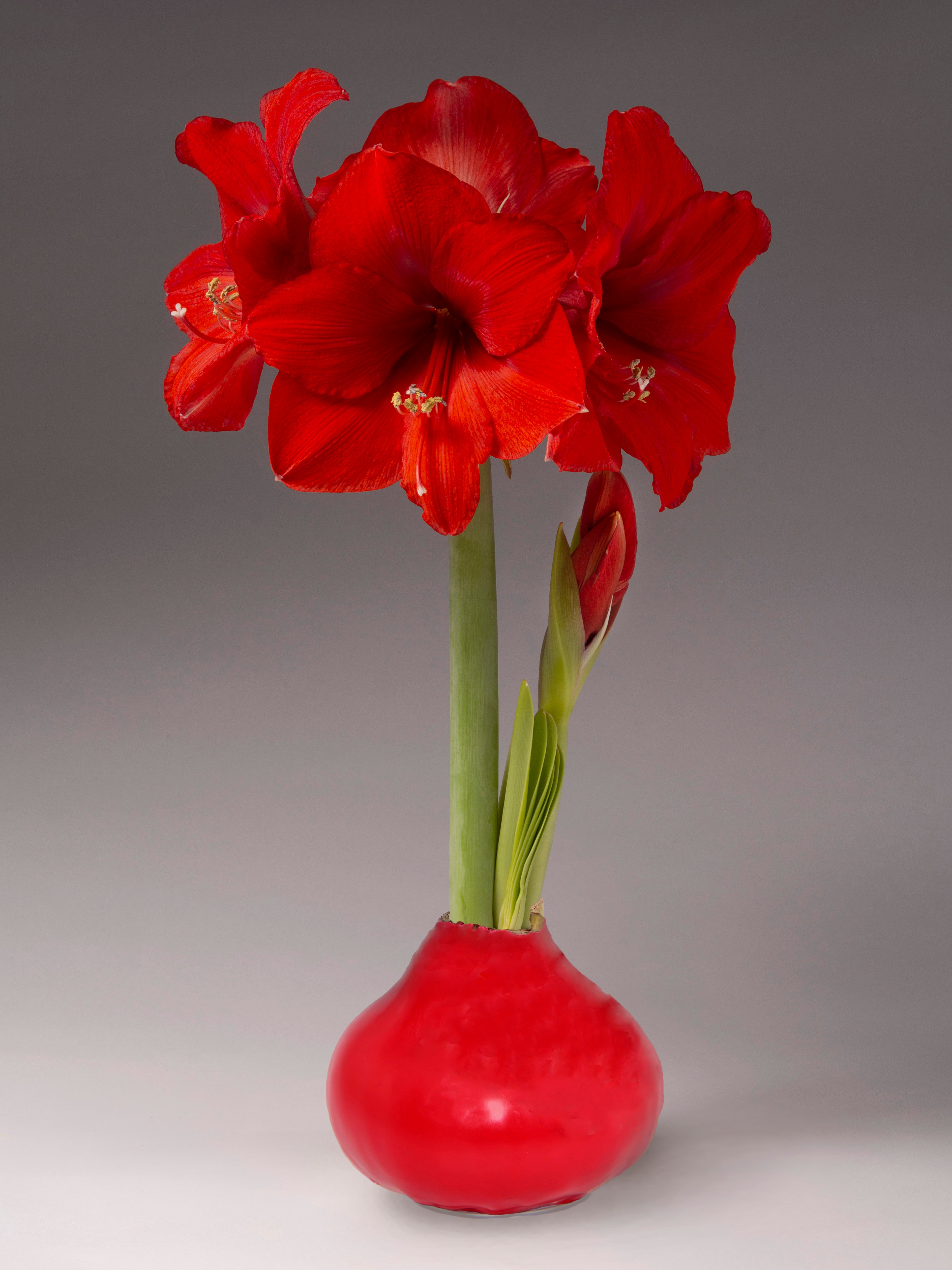 A large bright red waxed amaryllis bulb with two green stalks. One with a bud and one with a fully opened red amaryllis blossom.
