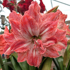 A close-up of the Lady Jane Amaryllis in full bloom showcases its vibrant red and white double-layered petals, set against lush green leaves with more softly blurred amaryllis flowers in the background.