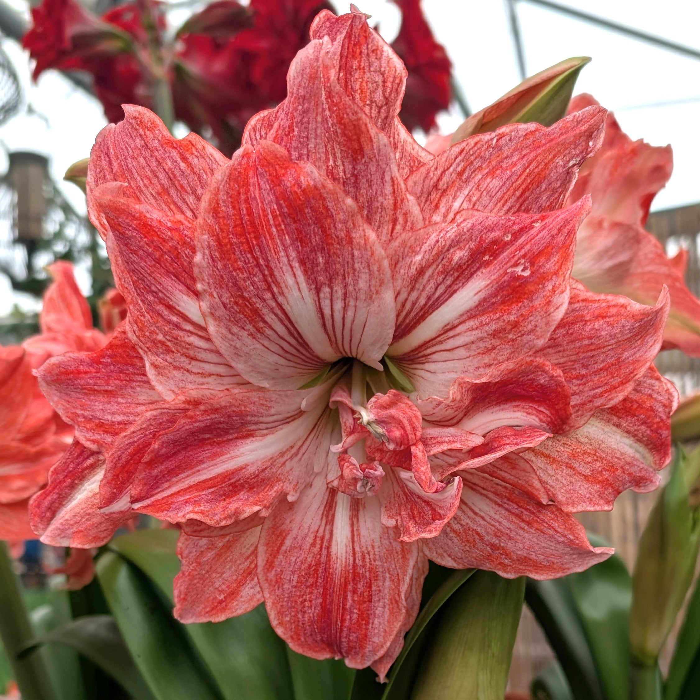 A close-up of the Lady Jane Amaryllis in full bloom showcases its vibrant red and white double-layered petals, set against lush green leaves with more softly blurred amaryllis flowers in the background.