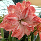 A close-up of the Lady Jane Amaryllis showcases its large, ruffled pink, white, and red petals against a softly blurred greenhouse background.