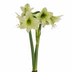Limelight Amaryllis features pale green and white flowers with long green stems, beautifully blooming against a plain white background.