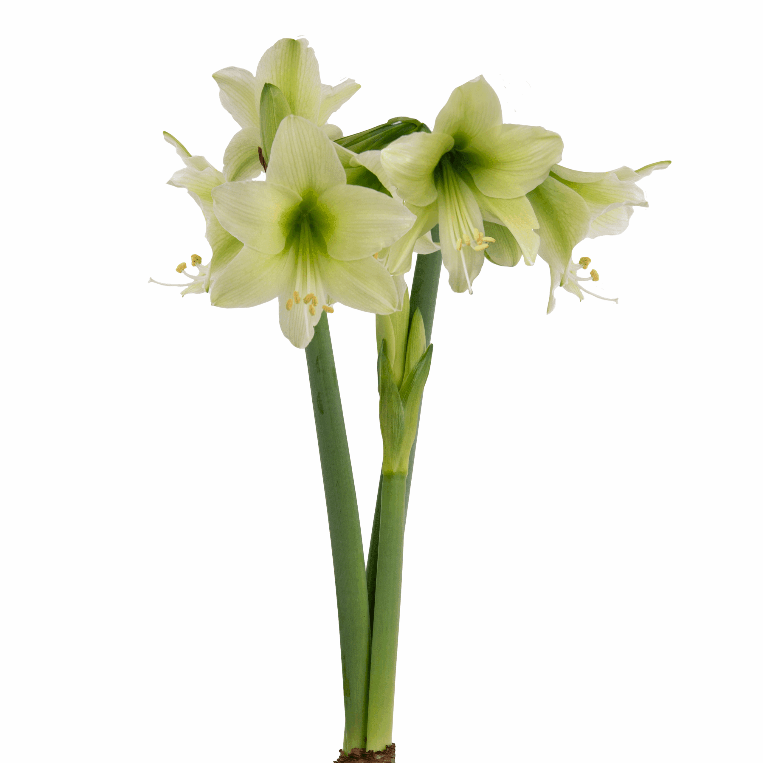 Limelight Amaryllis features pale green and white flowers with long green stems, beautifully blooming against a plain white background.
